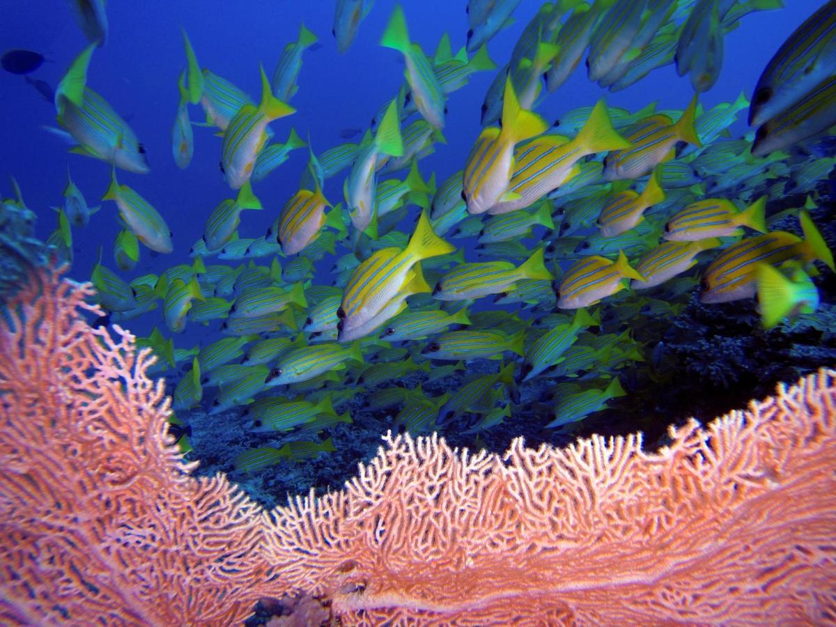 Athiri Beach Maldives Dhigurah  Exterior foto